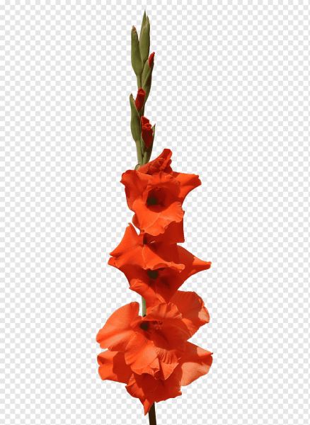 Стебель гладиолуса