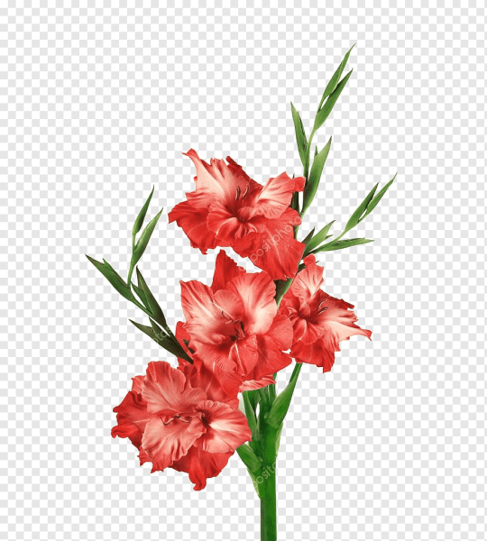 Гладиолус Адъютант