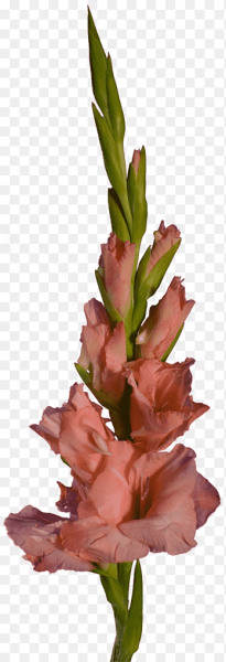 Стебель гладиолуса