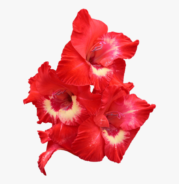 Гладиолус крупноцветковый Донателла