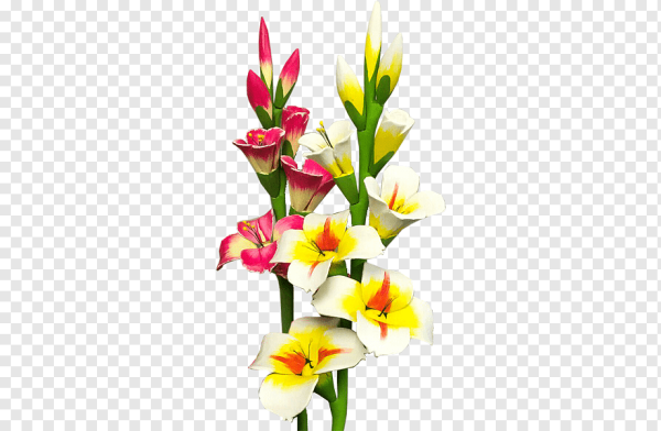 Цветы гладиолусы