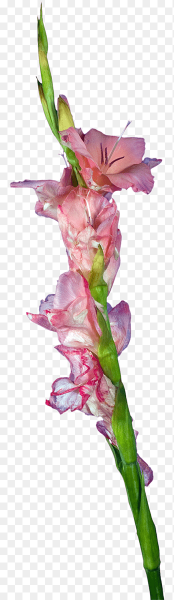 Стебель гладиолуса