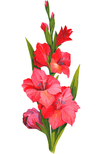 Астра, Лилия, Гладиолус