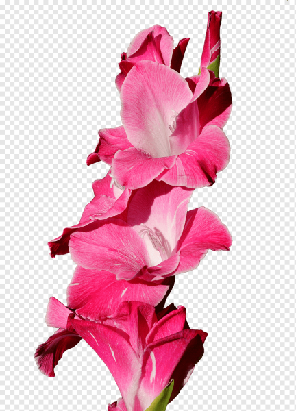 Цветы гладиолусы