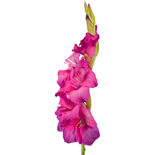 Гладиолус фуксия