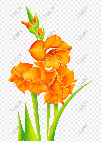 Гладиолус цветок вектор