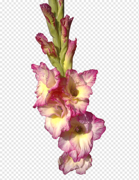 Гладиолус розовый срезка