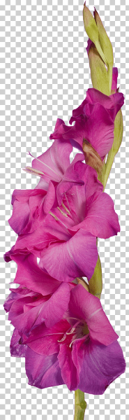 Гладиолусы на прозрачном фоне