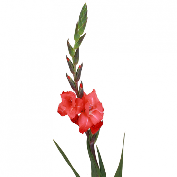 Гладиолус Ридженси