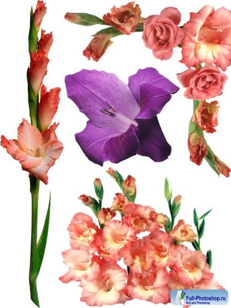 Цветы без фона для фотошопа