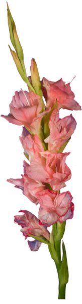 Гладиолус клипарт