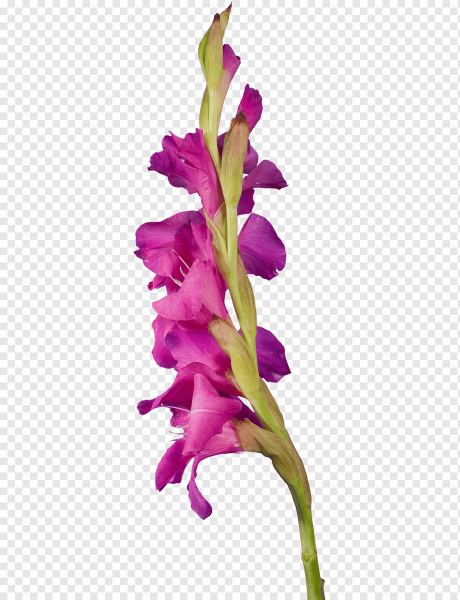 Стебель гладиолуса