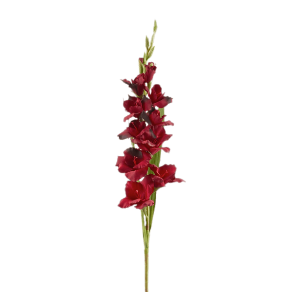 Соцветие Колос Гладиолус