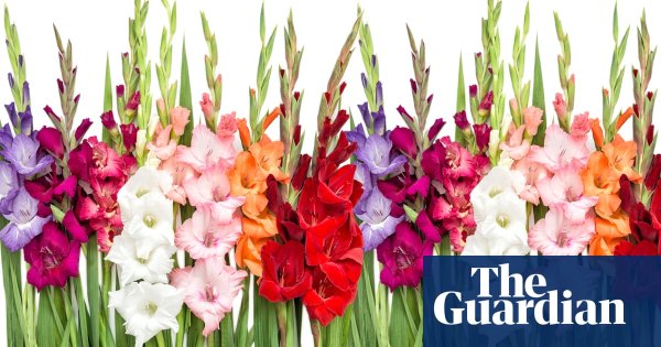 Фон для поздравлялок гладиолусы