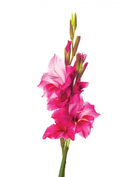 Гладиолус цветок акварелью