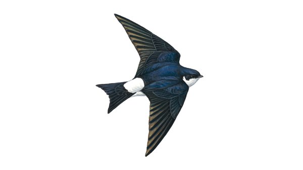 Ласточка на белом фоне