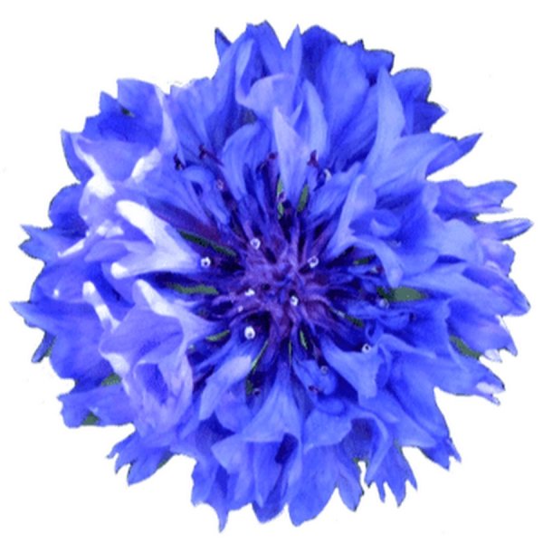 Васильки на прозрачном фоне