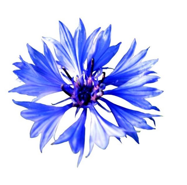 Василек цветок на прозрачном фоне