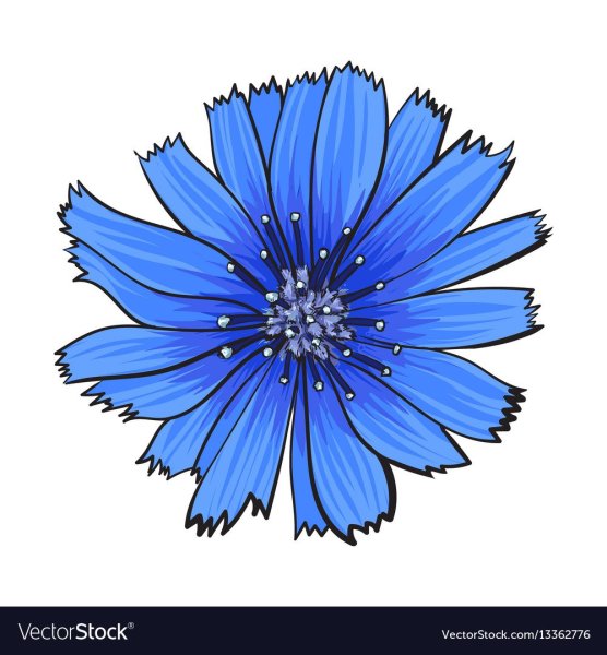 Васильки мультяшные