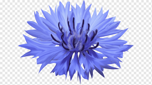 Василек векторный