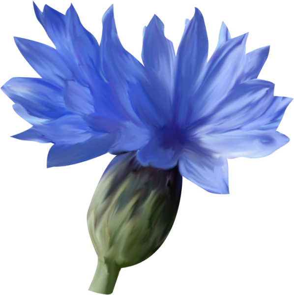 Василек для фотошопа