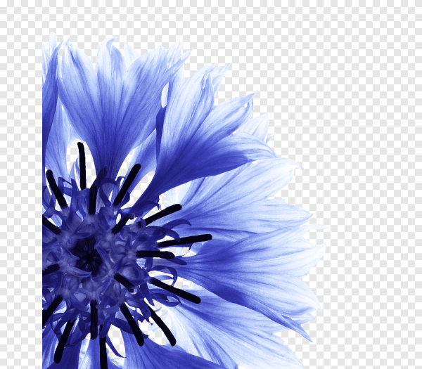 Лепестки василька