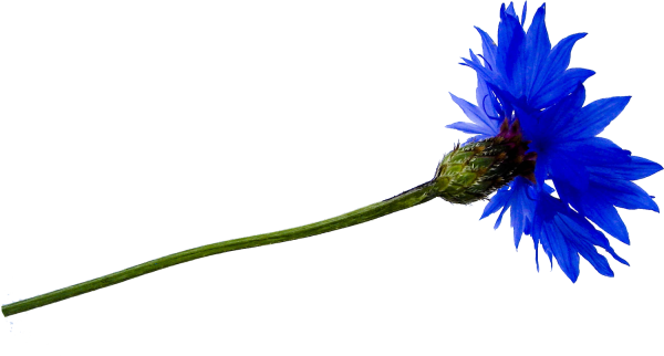 Василек на стебле
