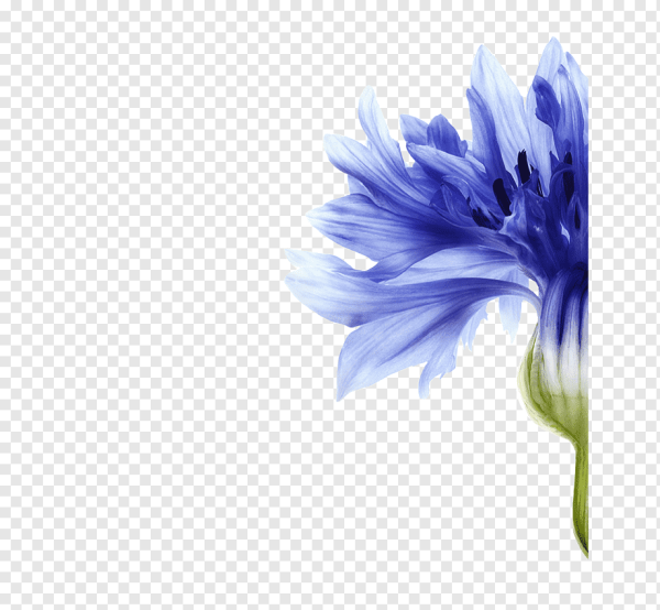 Васильки на прозрачном фоне