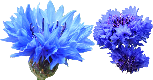 Астра индиго