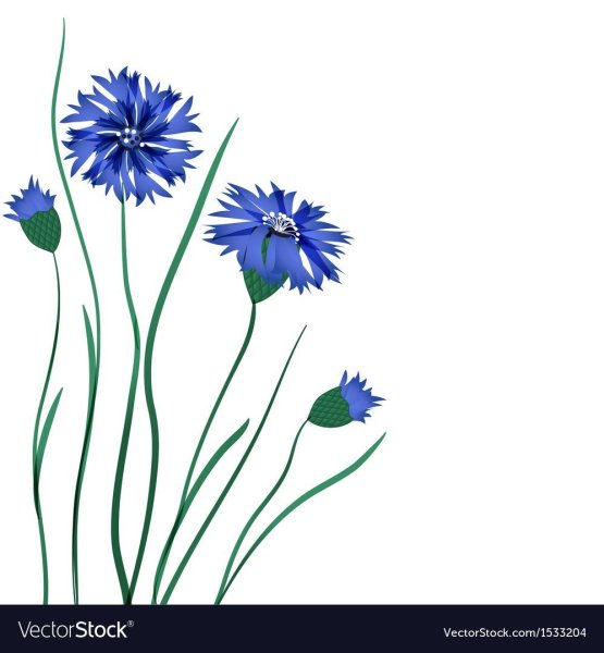 Васильки на белом фоне