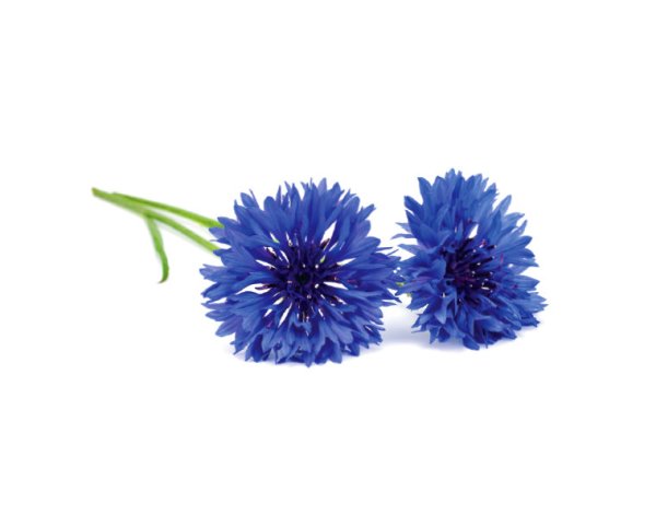 Василек цветы