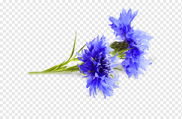 Василек на белом фоне