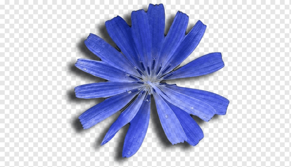 Василек на белом фоне