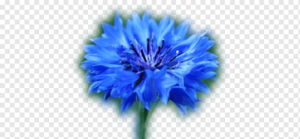 Василек для детей