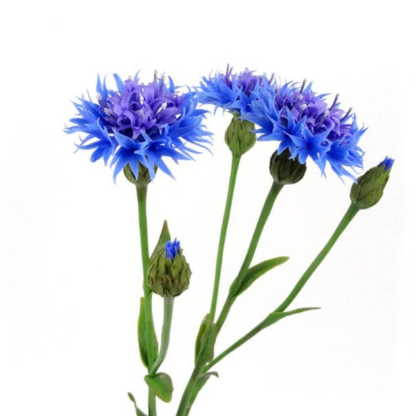 Полевой Василек белый