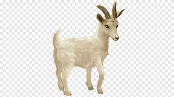Коза картинка на белом фоне с хвостом