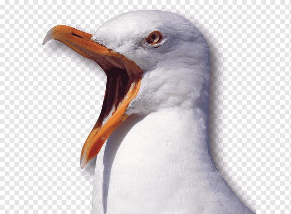 Чайка Векторная Графика