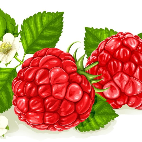 Малина рисунок