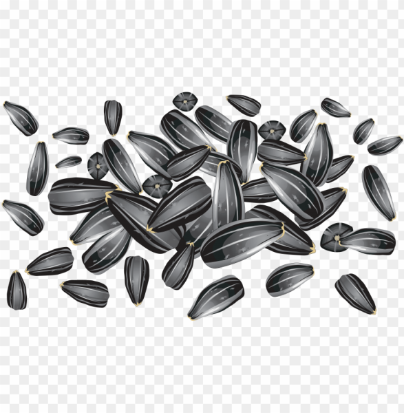 Sunflower Seeds вектор