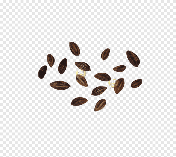 Erythroxylaceae Coca семена