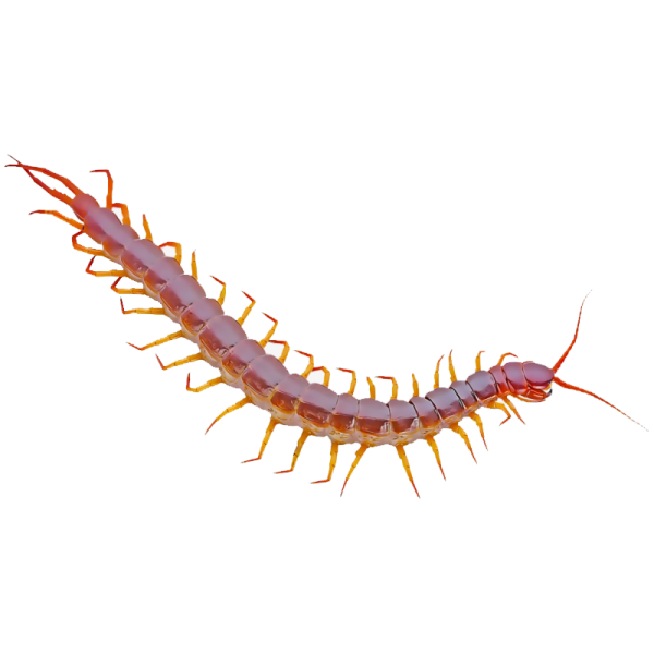 Сороконожка на белом фоне