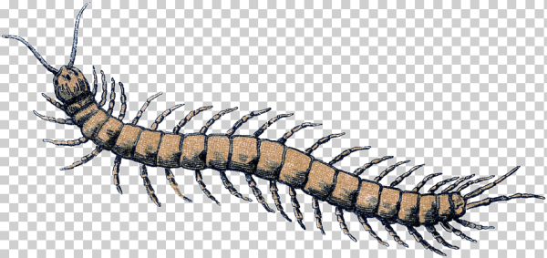 Наклейка сороконожка