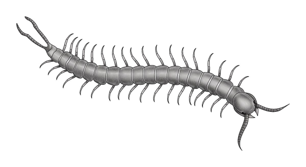Сколопендра Дрейн