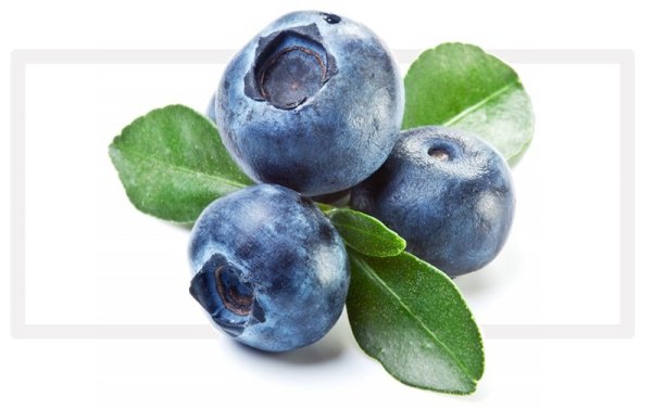 Голубика Лесная