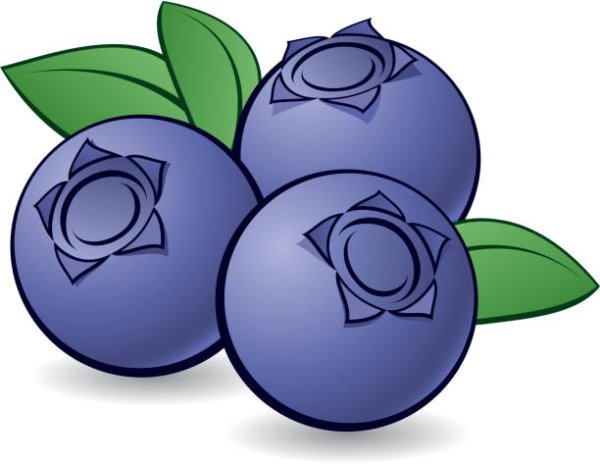 Черника рисунок