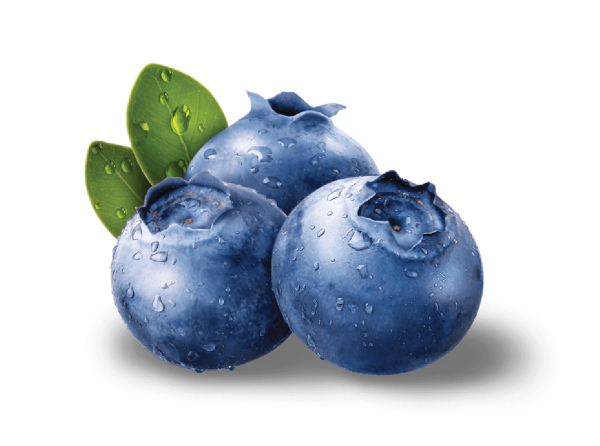 Голубика на белом фоне