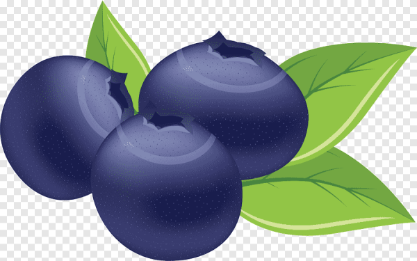 Голубика вектор