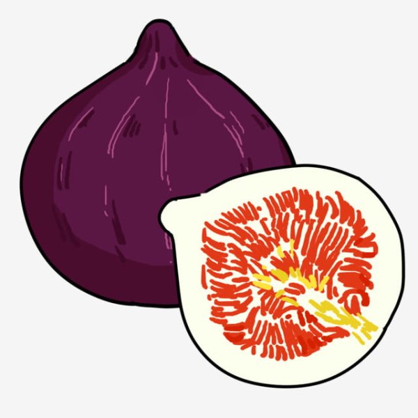 Инжир иллюстрация