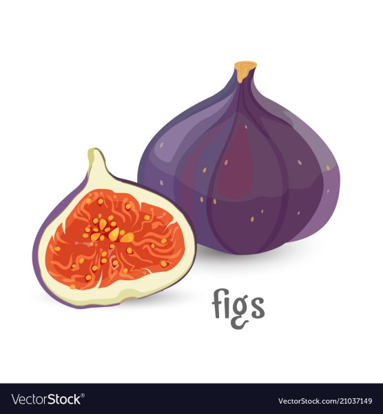 Инжир в разрезе вектор