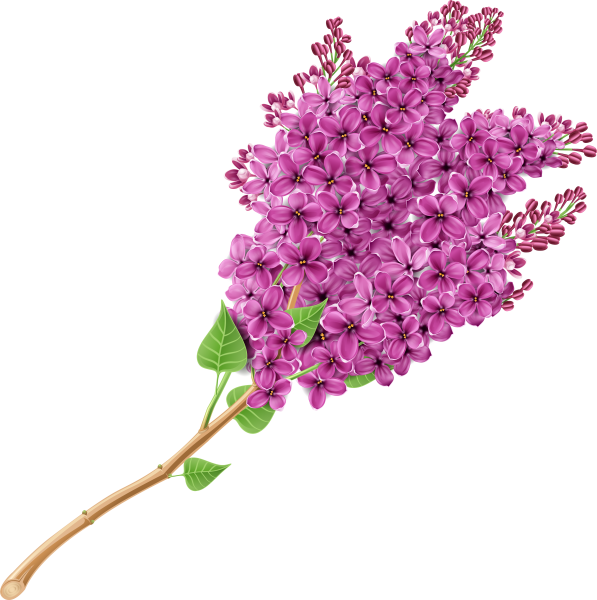 Опадающая сирень